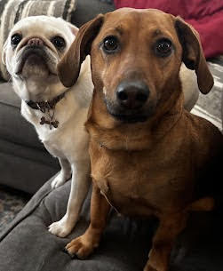 Pet custody and dog ownership disputes